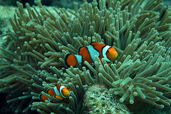 Phuket Scuba Diving Day Trips in the middle of ocean with fishes