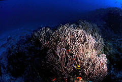 Seafans and coral reefs are surrounded by divers during Phuket Scuba Diving Day Trips