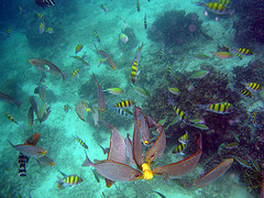 Krabi snorkeling day tours, you can see plenty of fishes and corel reefs.