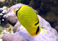 Similan Island Speedboat