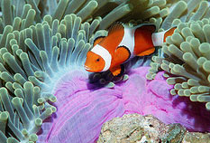 Nemo fishes in the coral reefs during Similan Island 2 Days 1 Night
