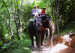 Elephant trekking during our Package Phuket Tour with guests