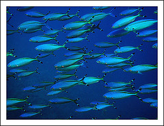 School of fishes for our Scuba Diving Dive Sites Phuket