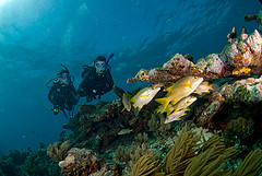 Similan Island Diving