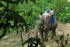 Phuket elephant tours on the tropical jungle path
