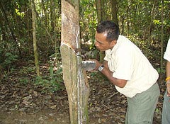 Rubber tapping during our Phuket Tour Package Family trip in day time.