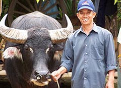 Phuket Safari Tour Eco Tourism Elephant Trekking Tour offer Buffalo Photo and cows